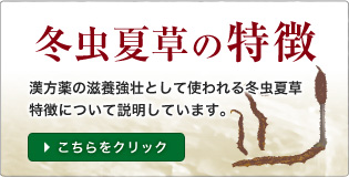冬虫夏草　効能