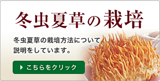 冬虫夏草の栽培
